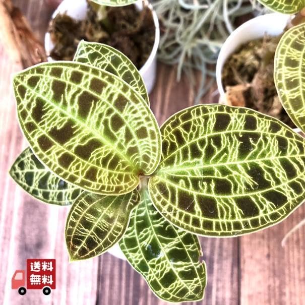 専用　激レア　マコデスペトラ　プラチナ　希少　ジュエルオーキッド Amazon｜『ジュエルオーキッド』マコデスペトラ宝石蘭種葉脈が